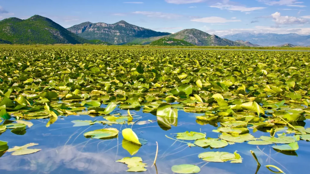 Lake Skadar and its vibrant Lotuses